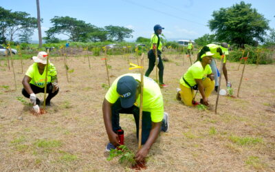 JPS Team Members Planting Trees