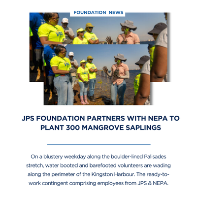 JPS Foundation partners with NEPA to plant 300 mangrove saplings